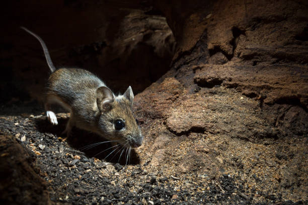 Wood Mouse (Apodemus sylvaticus) Underground picture of mouse wild mouse stock pictures, royalty-free photos & images