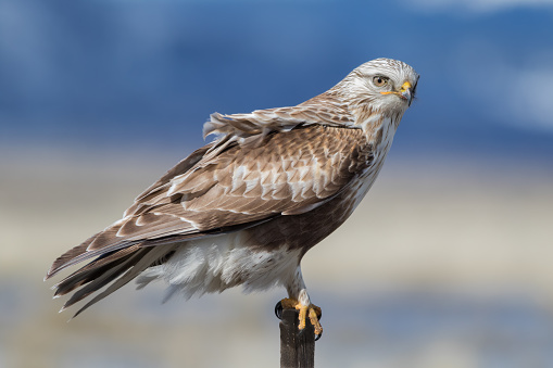 A friendly Rough-legged Hawk watches as I drove by and snapped a few shots. These hawks are winter visitors to California from the tundra regions in the arctic circle. This hawk hunted by the roadside as a sudden jump in temperatures had flooded the fields in Sierra Valley.