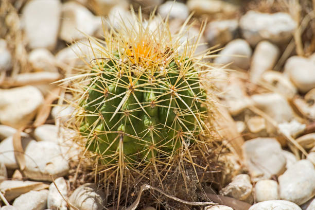 plante de cactus de baril dans un jardin aride de désert - knobbly photos et images de collection