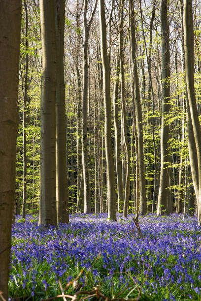 istock Bluebells flowers Hallerbos 671065646