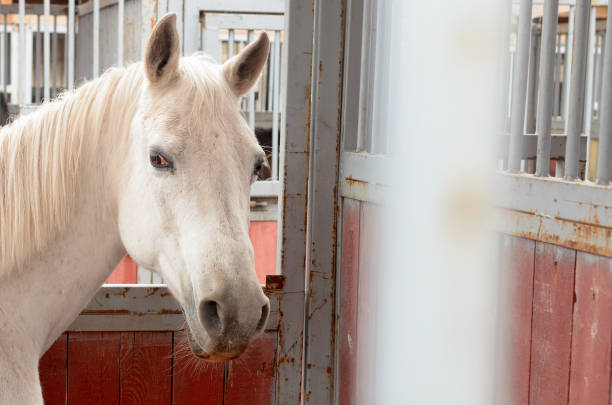 istock The white horse stands alone in a pen. 671068640