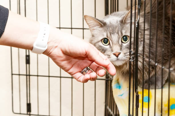 Hand Petting Scared Cat in Cage stock photo