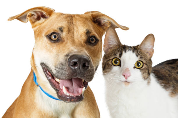 istock Happy Crossbreed Cat and Dog Together 671075220
