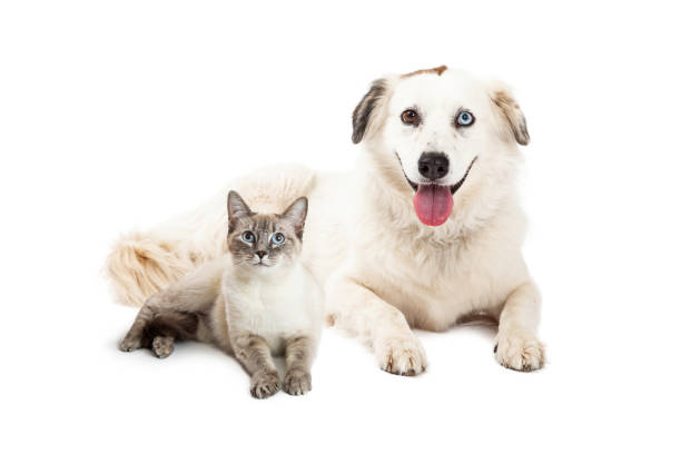 istock Happy Siamese Cat and Shepherd Dog Together 671077656