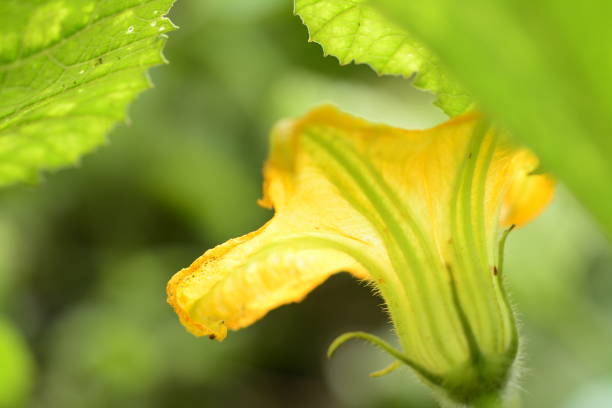 농지에 호박 또는 호박 꽃 - zucchini farm store flower 뉴스 사진 이미지