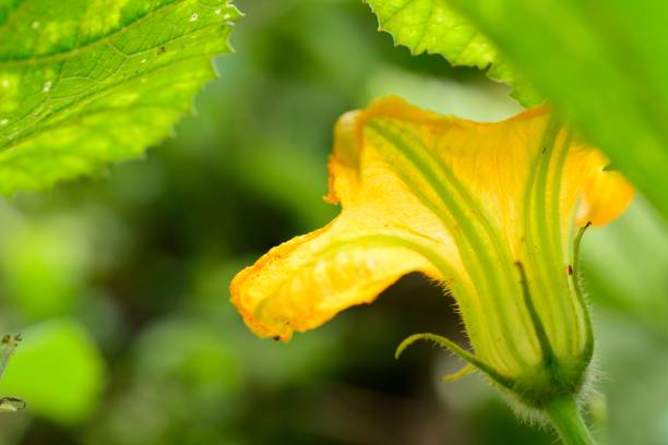 농지에 호박 또는 호박 꽃 - zucchini farm store flower 뉴스 사진 이미지