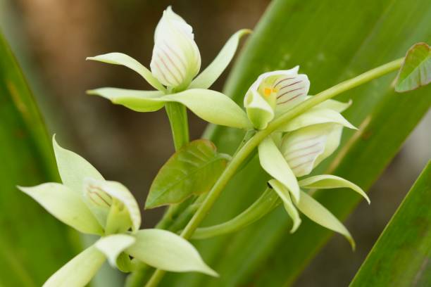 istock White orchid flower Prosthechea sp. 671091860