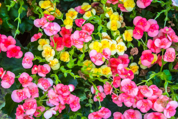 istock Colorful flowers with green leaf 671092804