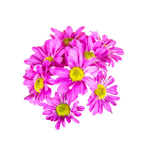 istock Pink bouquet flower isolated 671094848