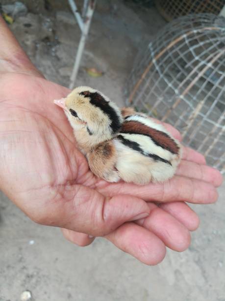 una piccola ragazza sulla mano umana. - baby chicken human hand young bird bird foto e immagini stock