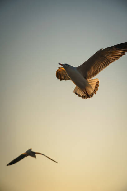 rétro-éclairé oiseau planeur au crépuscule - action alertness animal bird photos et images de collection