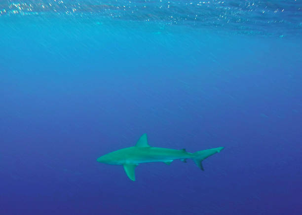 istock Galapagos shark Carcharhinus galapagensis North Shore Oahu Hawaii 671100898