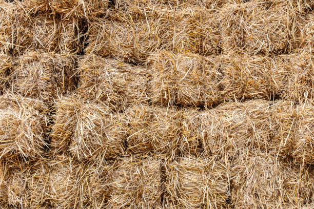 istock Dried grass straw in agriculture farm,closeup 671111164