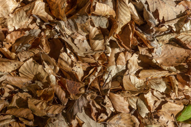 istock german beech forest details in june 671118188