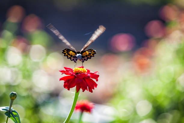 Butterfly on red zinnia flower under sunlight or daylight. ( The Golden Birdwing ) Butterfly Common Birdwing Troides helena cerberus of Thailand isolated on natural background.
