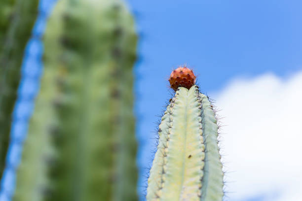 Green spiky desert cactus plant on a cloudy blue sky