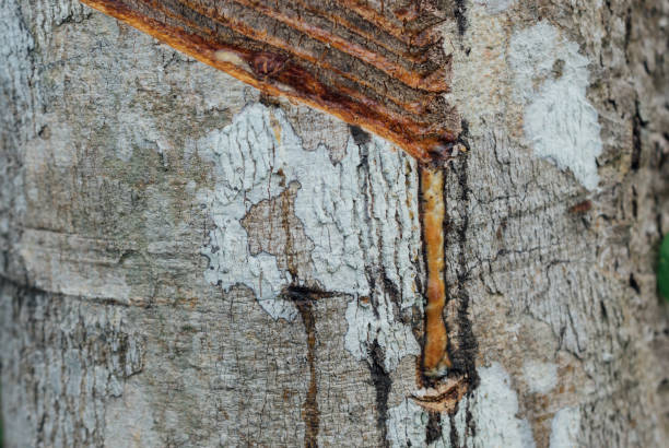 istock Close-up of the rubber latex extracted from rubber tree 671139944