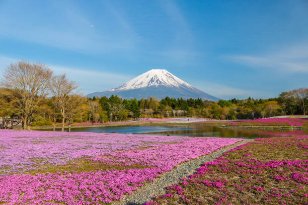 pink moss and fuji mountain stock photo