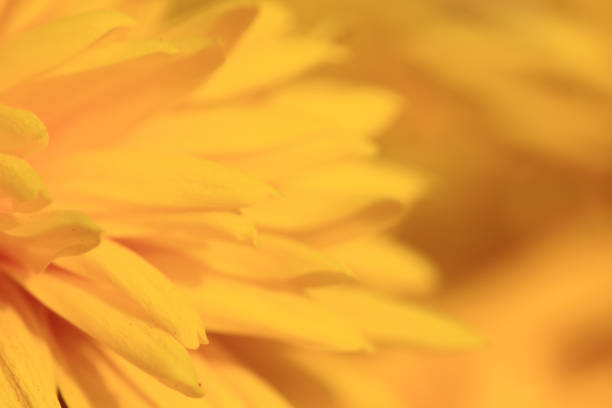 istock the yellow flower at nature 671140352
