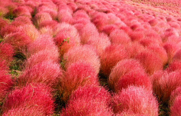istock kochia plant field 671140414