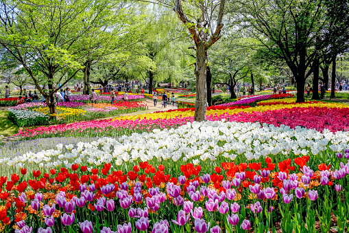 tulip flowers field in Japan