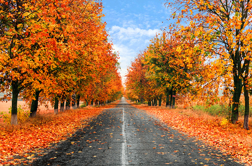 Autumn Country Road With Wet Colorful Trees.