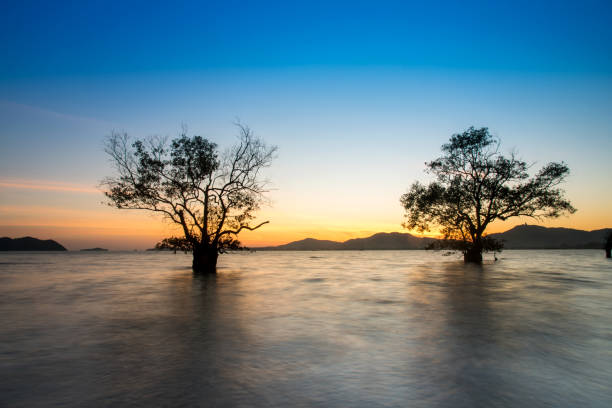 Landscape beautiful mangrove tree with a colorful sunset,Phuket,Thailand.