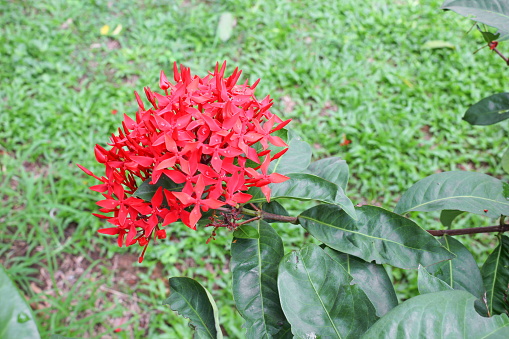 red flower spike beautiful  on the tree  ( Rubiaceae Ixora coccinea)