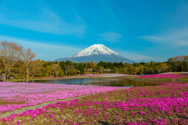istock pink moss and fuji mountain 671152392