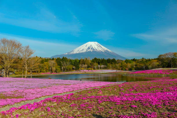 pink moss and fuji mountain stock photo