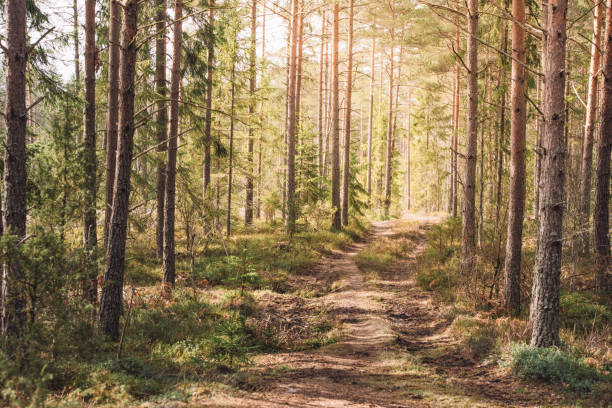 istock Early Spring nature landscape in the woods 671153588
