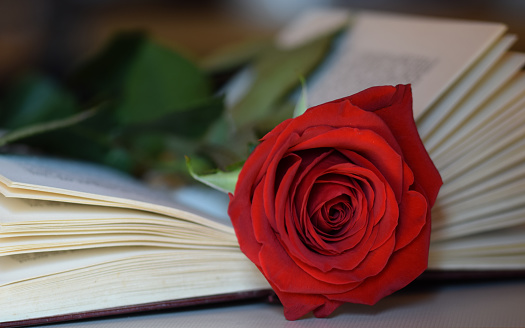 open book on the foreground and a pile of book on the blurred backgrounda close-up of a red rose and a book , traditional gifts on Sant Jordi's day in Catalonia, Spain
