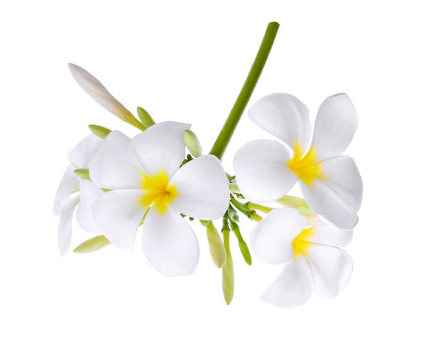 istock white frangipani (plumeria) flower isolated on white background 671159450
