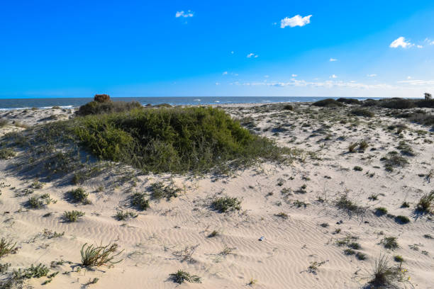 istock Wild beach in Tunisia. Djerba island 671162840