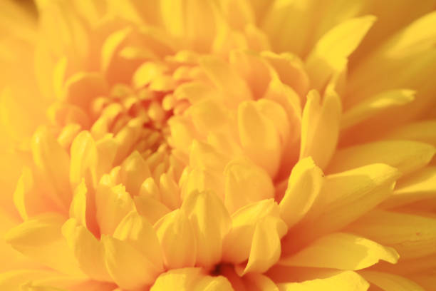 istock Flowers, flowers chrysanthemum,  at nature 671163112