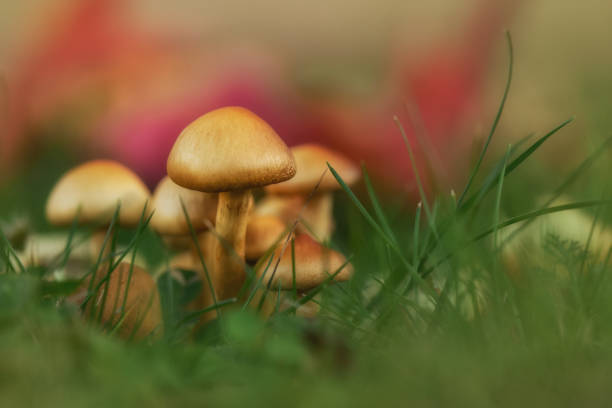 istock mushrooms in the woods on a blurred background 671163566