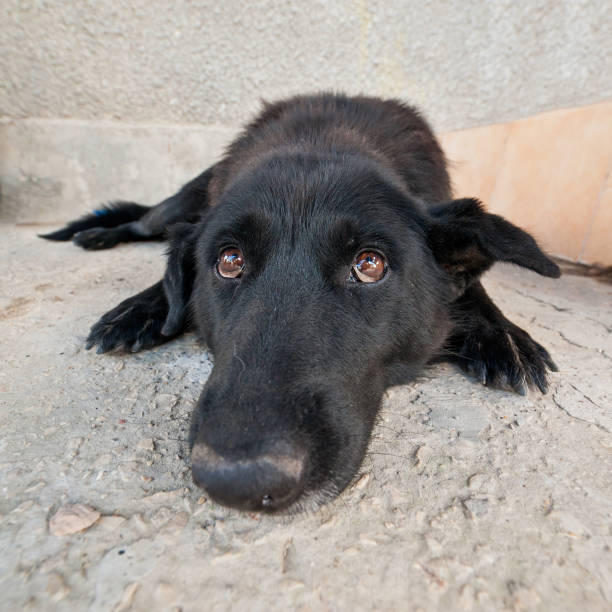 istock Funny black dog closeup 671167208