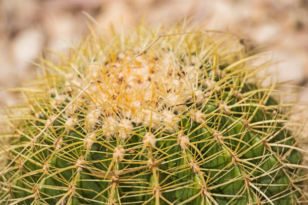 plante de cactus de baril dans un jardin aride de désert - knobbly photos et images de collection