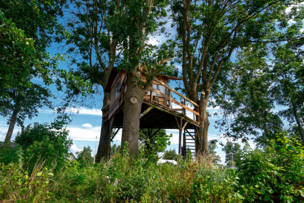 istock Wooden House on Tree 671170402