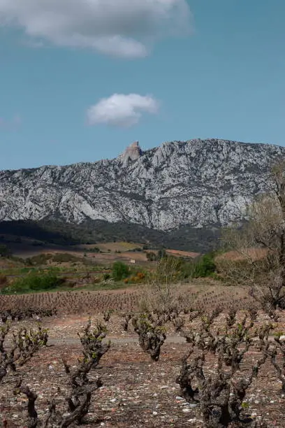 Vineyard in Fenouilledes, Pyrenees orientales in south of France