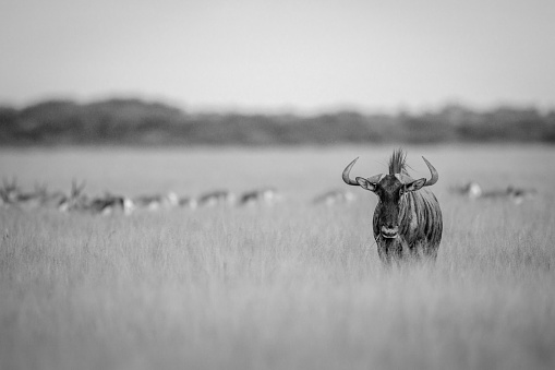 Blue wildebeest starring at the camera in black and white in the Central Kalahari, Botswana.