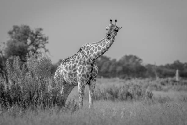 istock Giraffe in the grass in black and white. 671170898