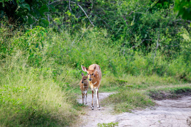 Baby Bushbuck and mother on a dirtroad. Baby Bushbuck and mom on a dirtroad in the Okavango delta, Botswana. bushbuck photos stock pictures, royalty-free photos & images