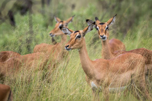 istock Herd of Impalas in the grass. 671170936