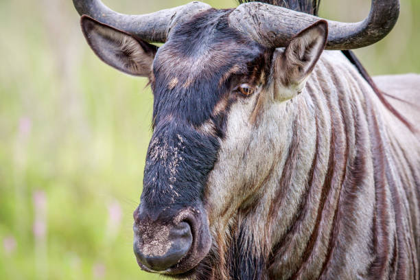 Wildebeest roams the dry grasslands of Etosha National Park, Namibia. A powerful, weathered antelope showcasing rugged texture, long horns, and a calm, solitary moment in wild savanna.