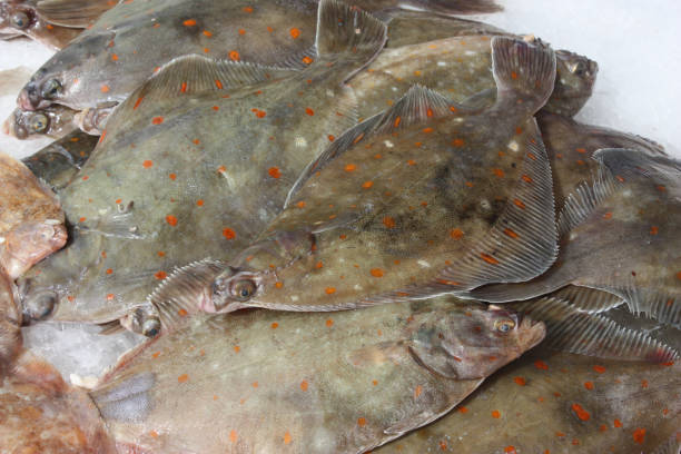 istock Carrelet - Flatfish - Fish market - market stall 671173146
