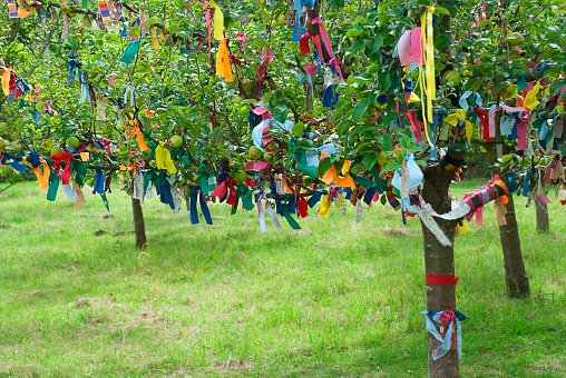 Apple trees in orchard with ribbons tied in them