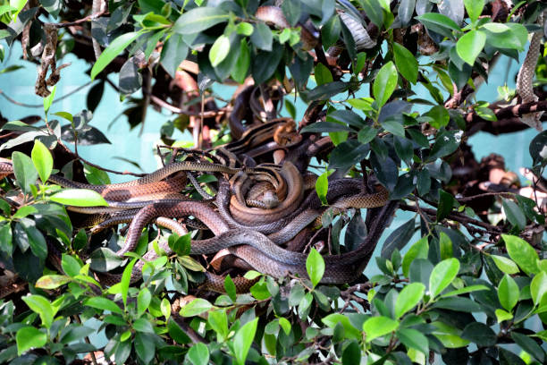 nest der schlangen - cobra snake aggression king cobra stock-fotos und bilder