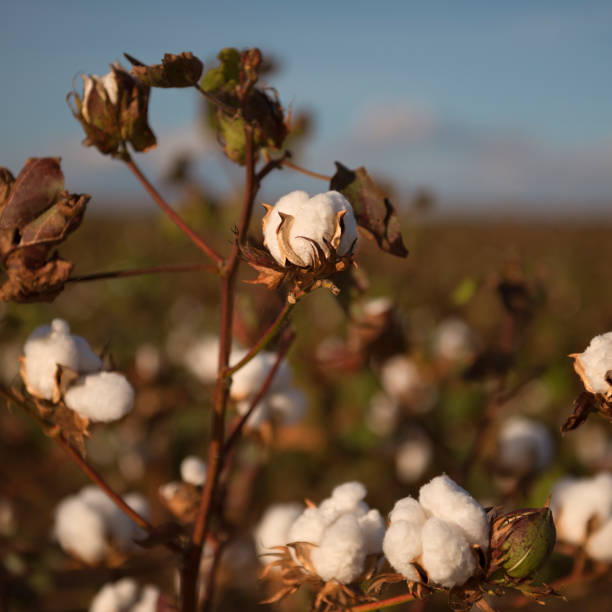 istock Cotton field in Oakey, Queensland 671179604