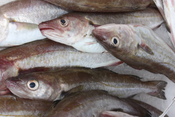 istock Whiting Sea fish - Fish market - Fishmonger 671179800